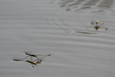 High angle view of a bird flying over lake