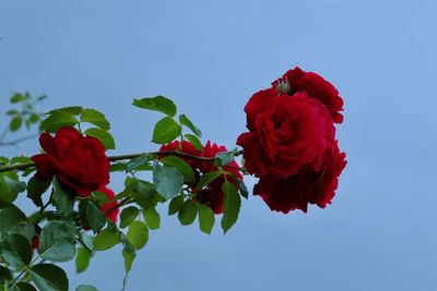 Close-up of red rose against blue sky