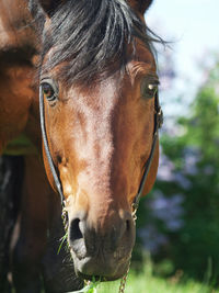 Close-up portrait of brown horse standing outdoors