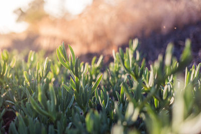 Close-up of plants on field