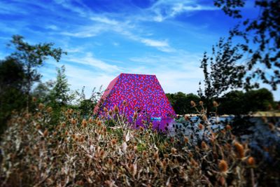 Pink flowering plants on field against sky