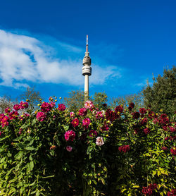 Low angle view of flowers blooming in city