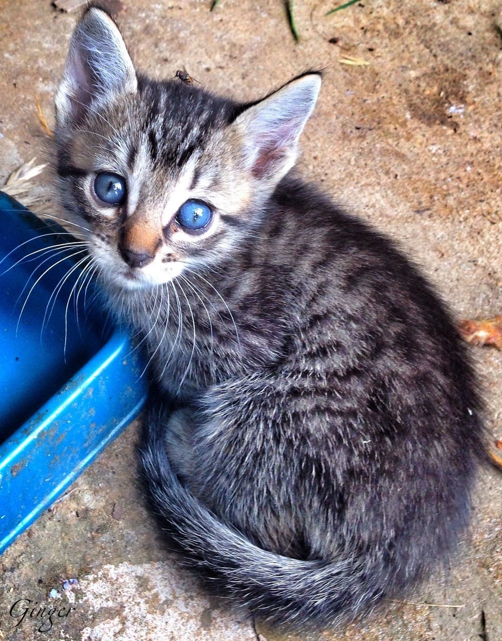 one animal, animal themes, domestic animals, domestic cat, pets, mammal, cat, feline, whisker, portrait, looking at camera, high angle view, close-up, animal head, relaxation, black color, sitting, alertness, zoology, no people