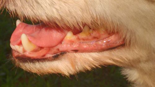 Close-up of woman on grass
