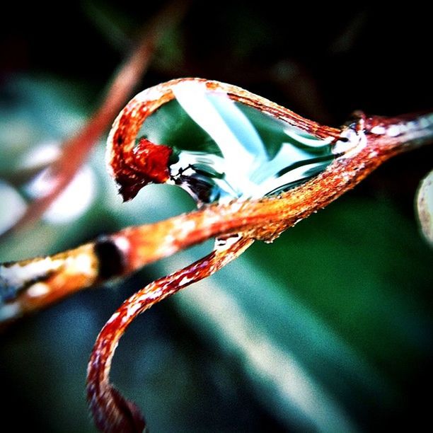 close-up, focus on foreground, nature, beauty in nature, selective focus, fragility, plant, stem, wildlife, animal themes, one animal, red, growth, animals in the wild, twig, insect, outdoors, day, no people, natural pattern