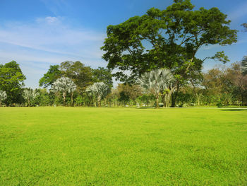 Trees on field against sky