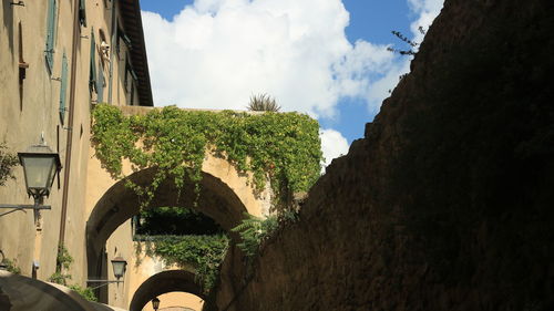 Low angle view of plants by wall against sky