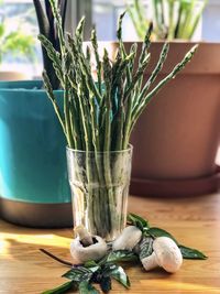 Close-up of potted plant on table