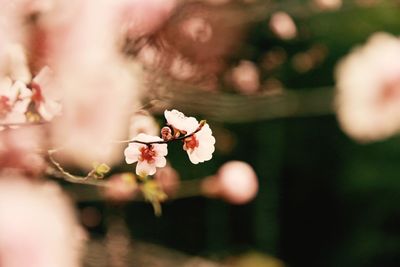 Close-up of flowers on tree