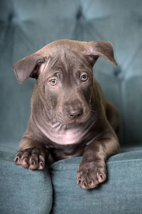 Portrait of dog relaxing on sofa