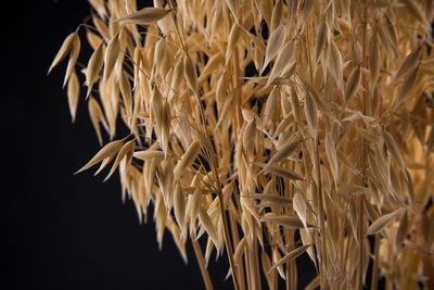 Oats on a black background