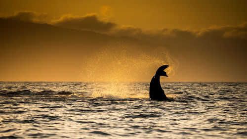 Humpback whale tail with water spray at sunset, maui, hawaii, usa