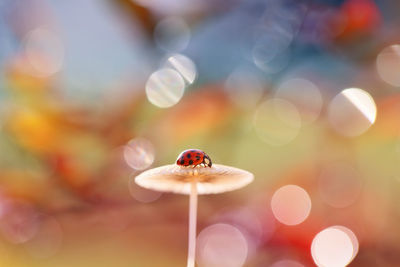 Close-up of a mushroom