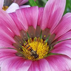 Close-up of purple flower blooming outdoors