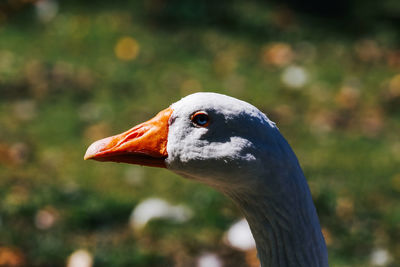 Close-up of goose