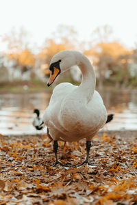 Alster swan in hamburg in autumn 