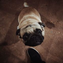 High angle portrait of dog standing on floor