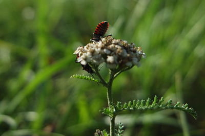 Close-up of insect on flower