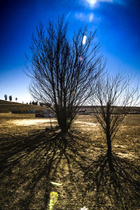 Bare tree on field against blue sky