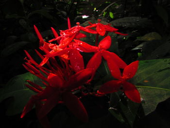 Close-up of wet red flowers