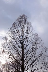 Low angle view of bare tree against sky