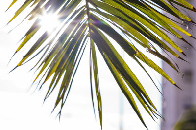 Low angle view of palm leaf against sky