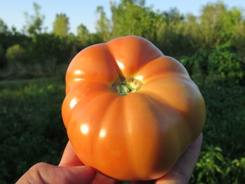 Close-up of person holding apple on field