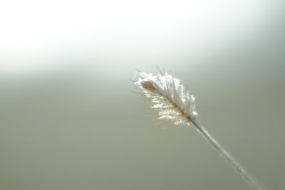 Close-up of plant against white background