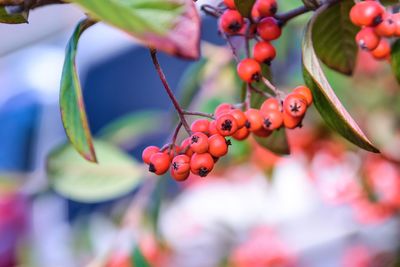 Close-up of berries growing on tree