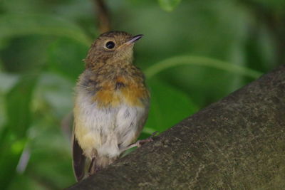 Close-up of bird perching on tree