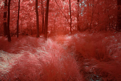 Amazing infrared trees growing in wonderful grove against bright sky in linz, austria