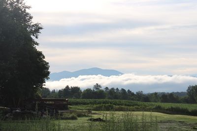 Scenic view of agricultural field against sky