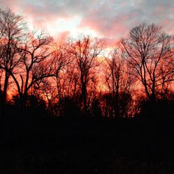 Silhouette of trees at sunset