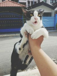 Cropped image of hand holding cat on street