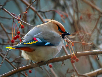 Close-up of bird perching on branch