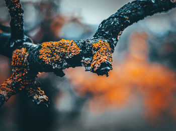 Close-up of hand holding maple leaves