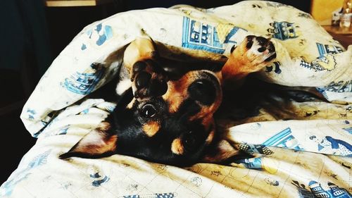 Portrait of dog lying on bed at home