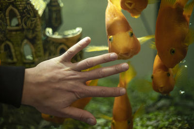 Hand on the background of fish. fish in the aquarium. cheerful sea creatures.