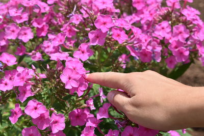 Low section of person on pink flowering plants