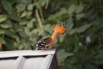 Close-up of bird perching on wood