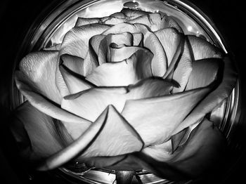 Close-up of rose against white background