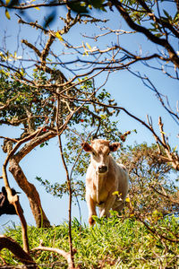 Low angle view of horse on tree