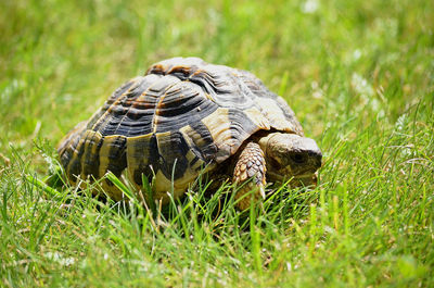 Close-up of a turtle on grass