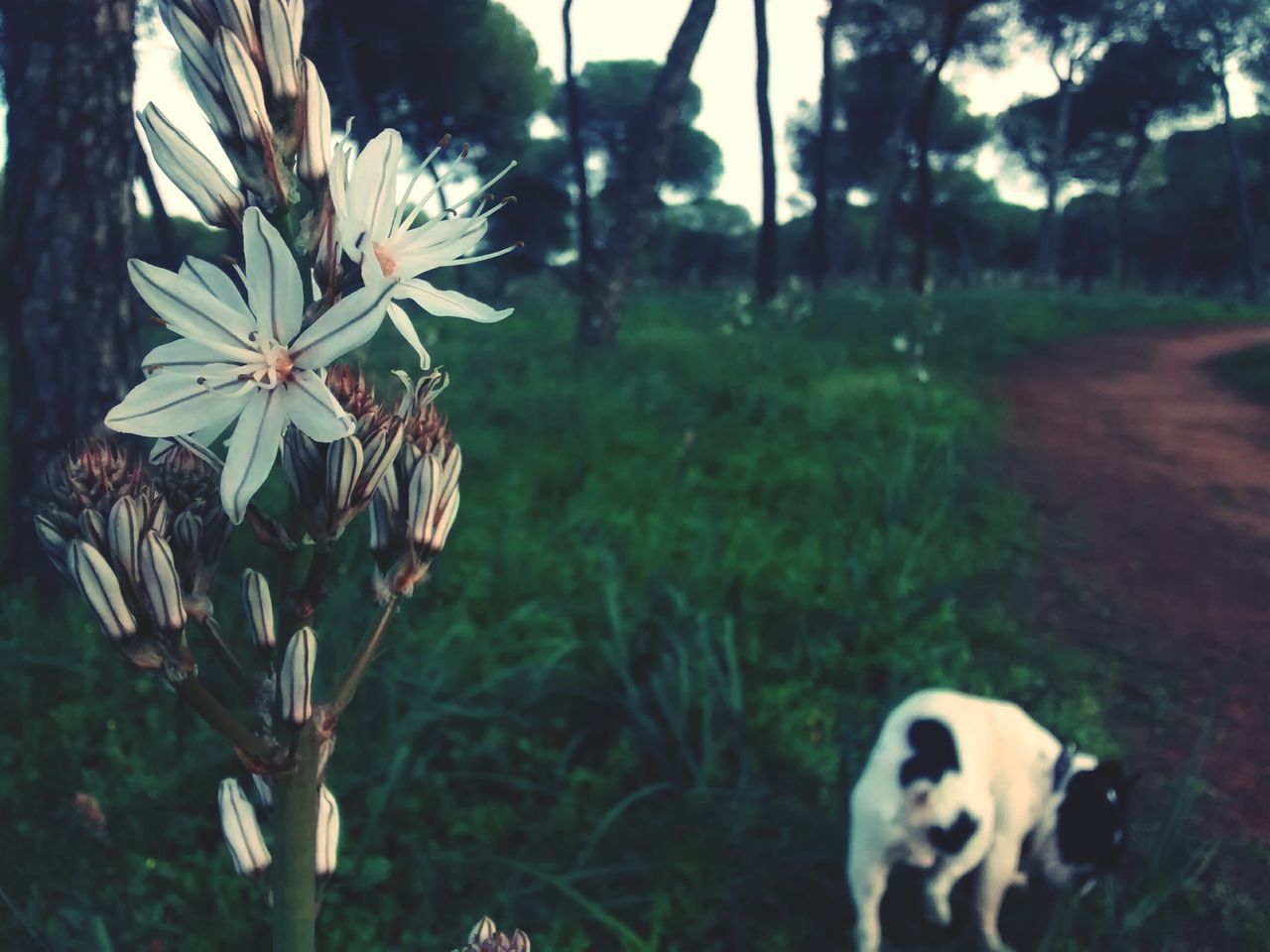 flower, one animal, animal themes, focus on foreground, growth, plant, white color, nature, domestic animals, close-up, pets, fragility, day, mammal, freshness, outdoors, beauty in nature, dog, field, sunlight