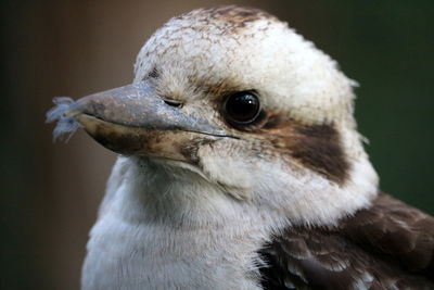 Close-up of bird