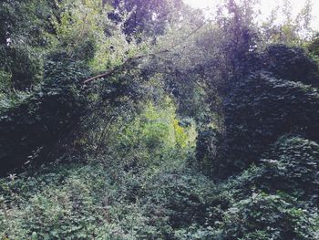 Plants growing on tree