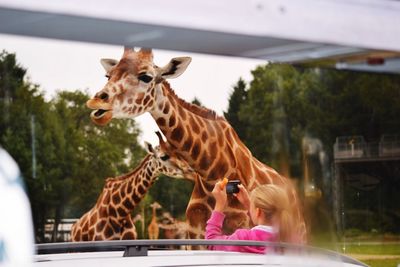 Girl photographing giraffes through smart phone at zoo