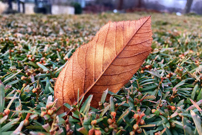 Close-up of dry maple leaf on land