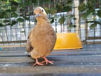 Close-up of bird perching on metal