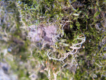 Close-up of moss growing on rock